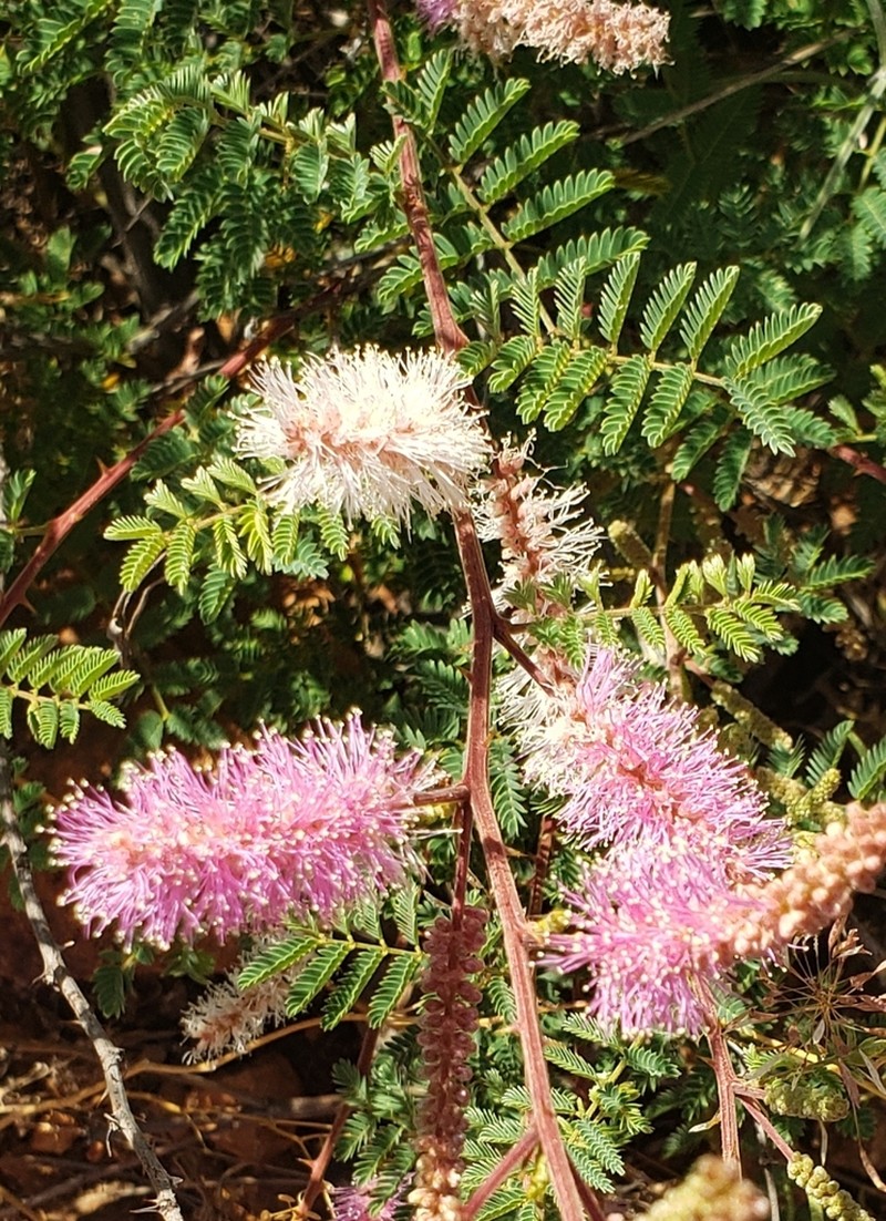 Velvetpod Mimosa photo 4
