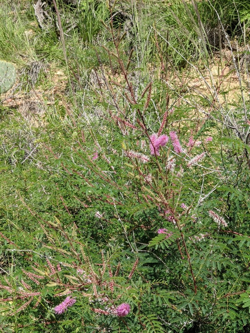 Velvetpod Mimosa photo 8