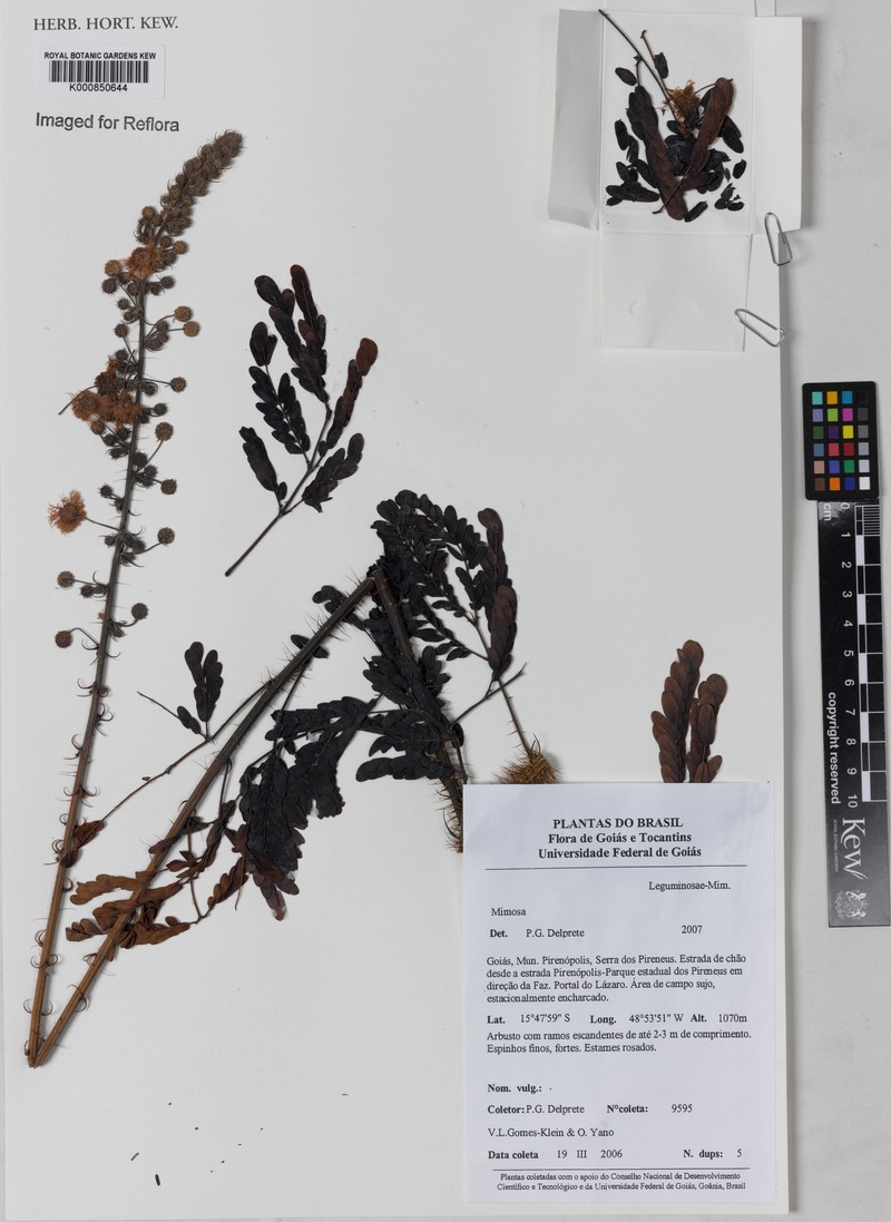 Mimosa echinocaula photo 2