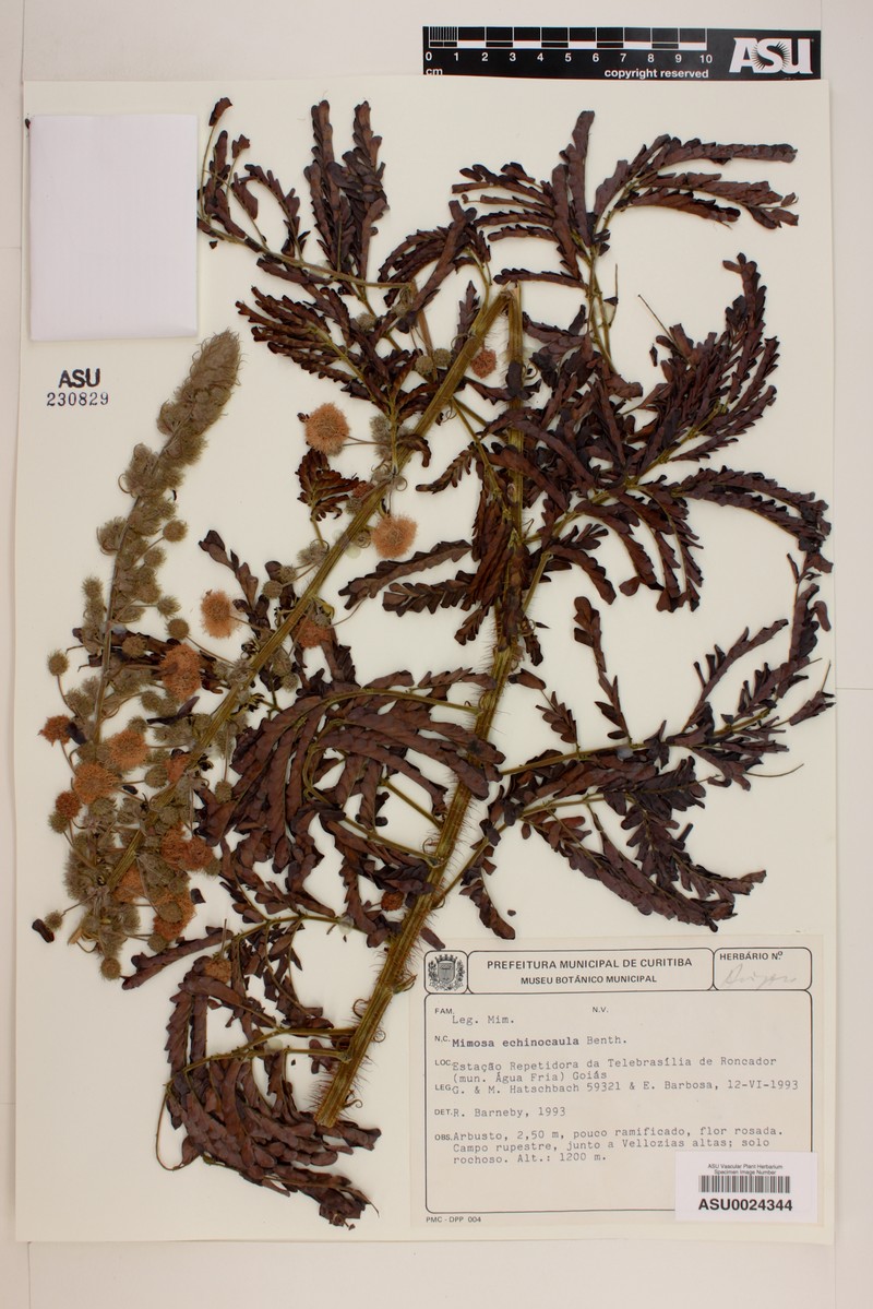 Mimosa echinocaula photo 3