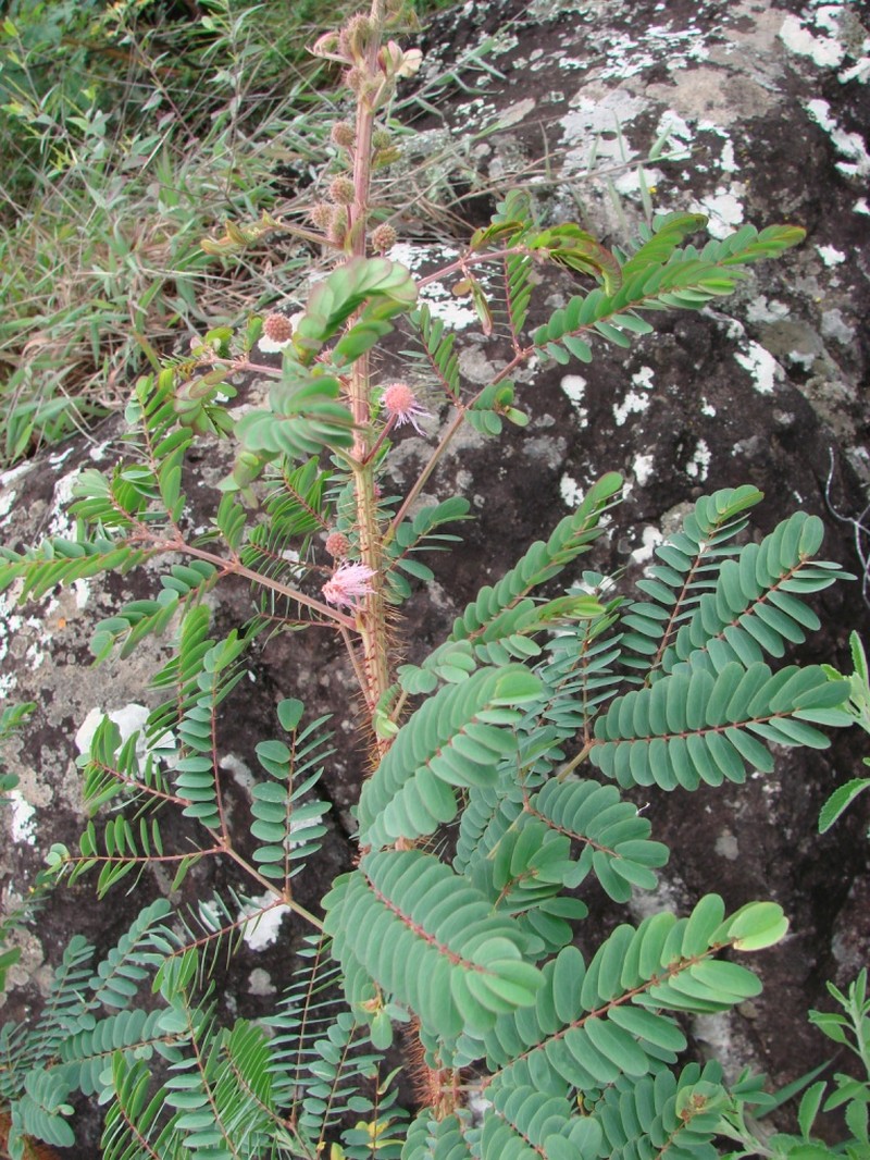 Mimosa echinocaula