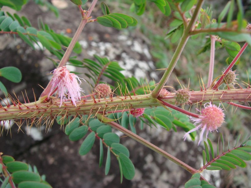 Mimosa echinocaula photo 4
