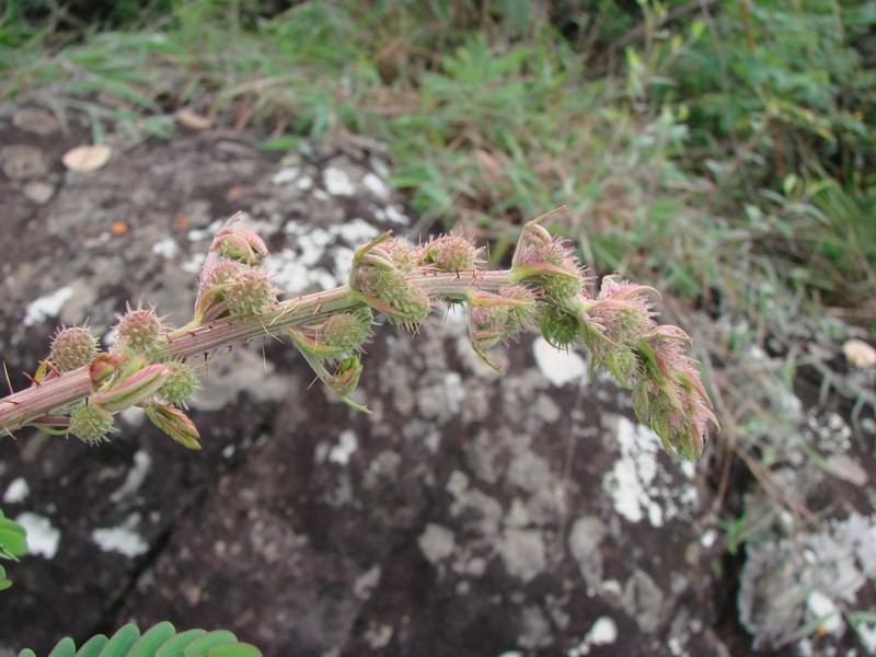 Mimosa echinocaula photo 5