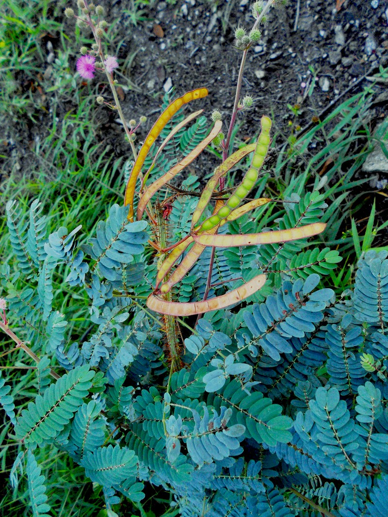 Mimosa echinocaula photo 6
