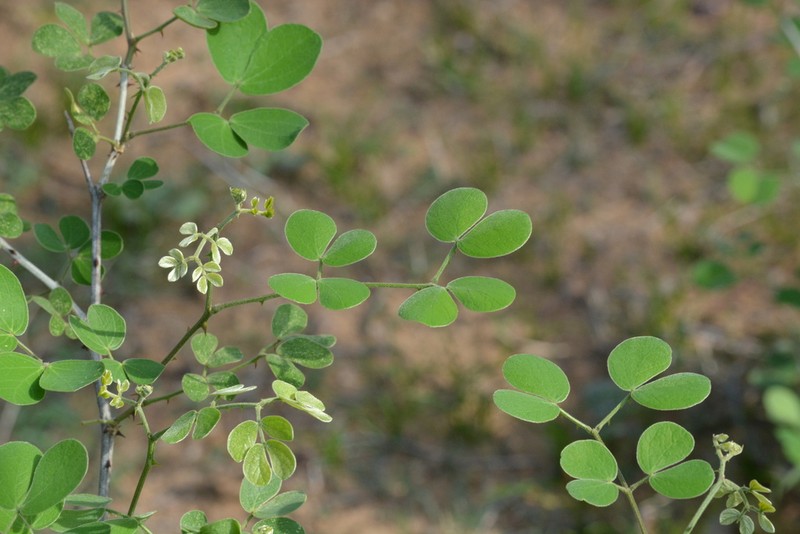 Mimosa egregia
