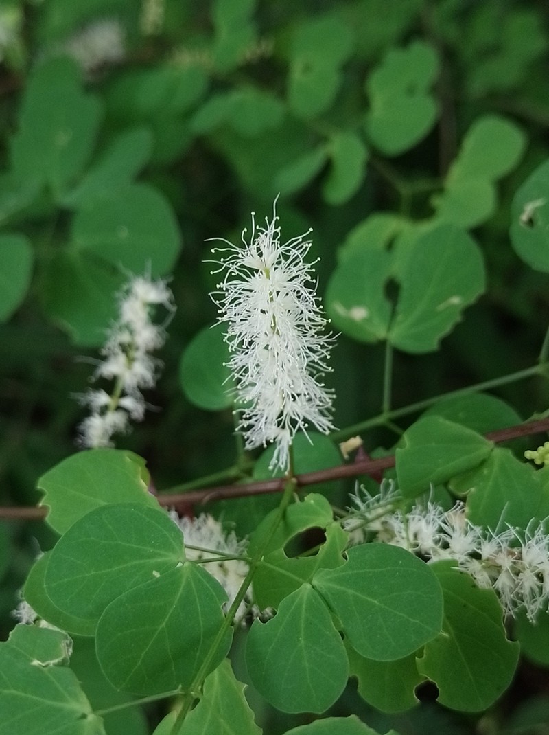 Mimosa egregia photo 2