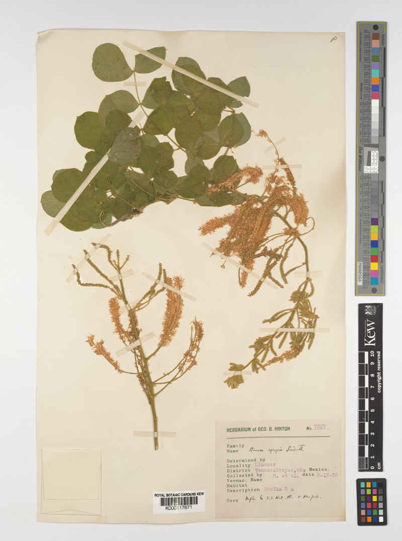 Mimosa egregia photo 3