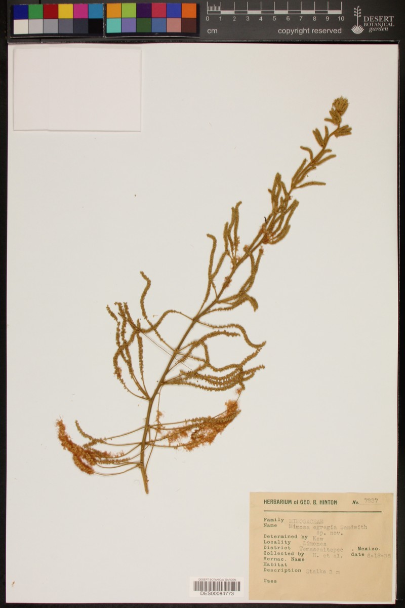 Mimosa egregia photo 4