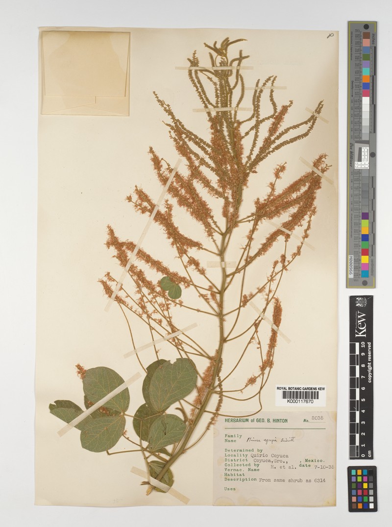 Mimosa egregia photo 5