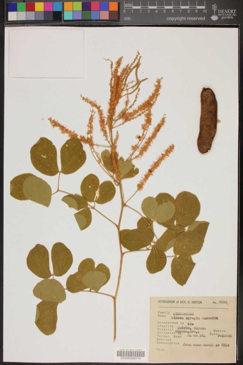 Mimosa egregia photo 6