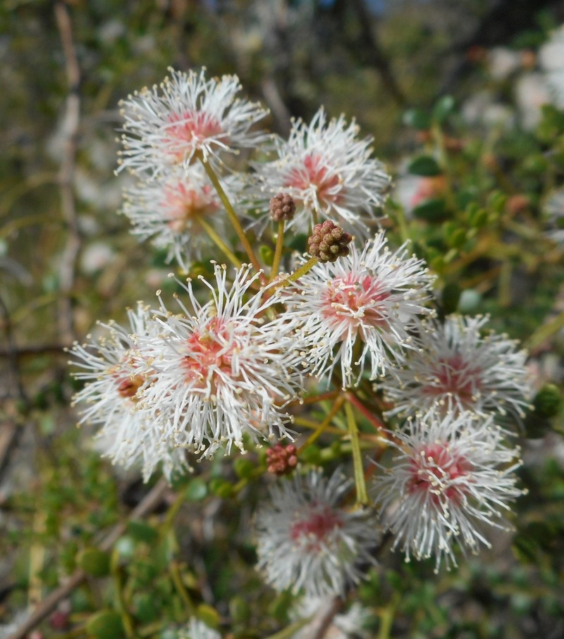 Mimosa ekmanii