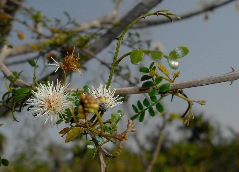 Mimosa ekmanii photo 2