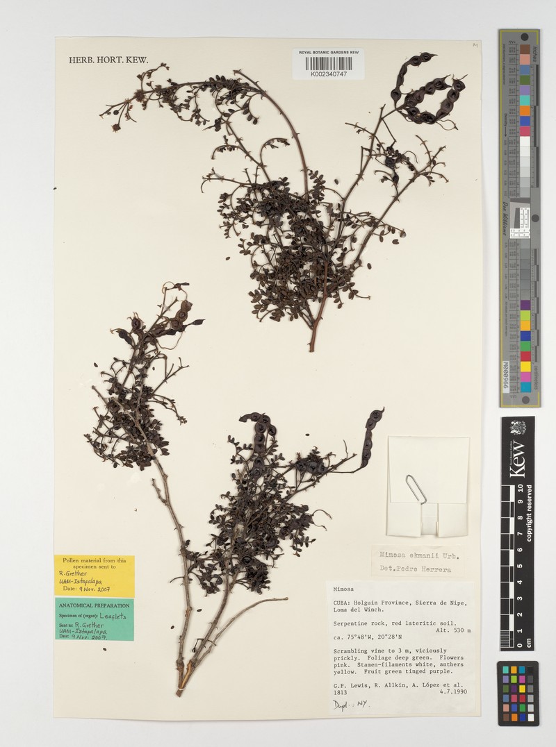 Mimosa ekmanii photo 3