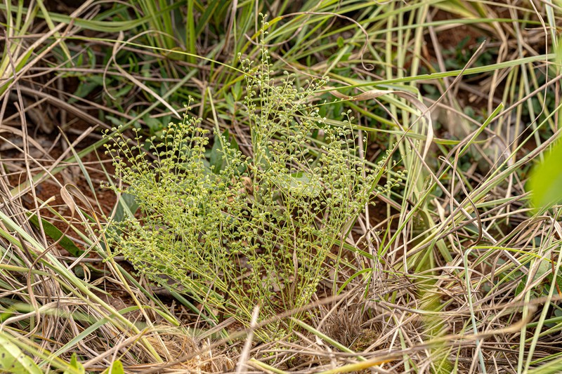 Mimosa emaensis
