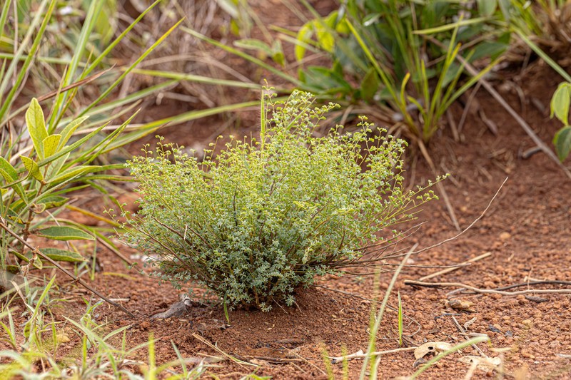 Mimosa emaensis photo 2