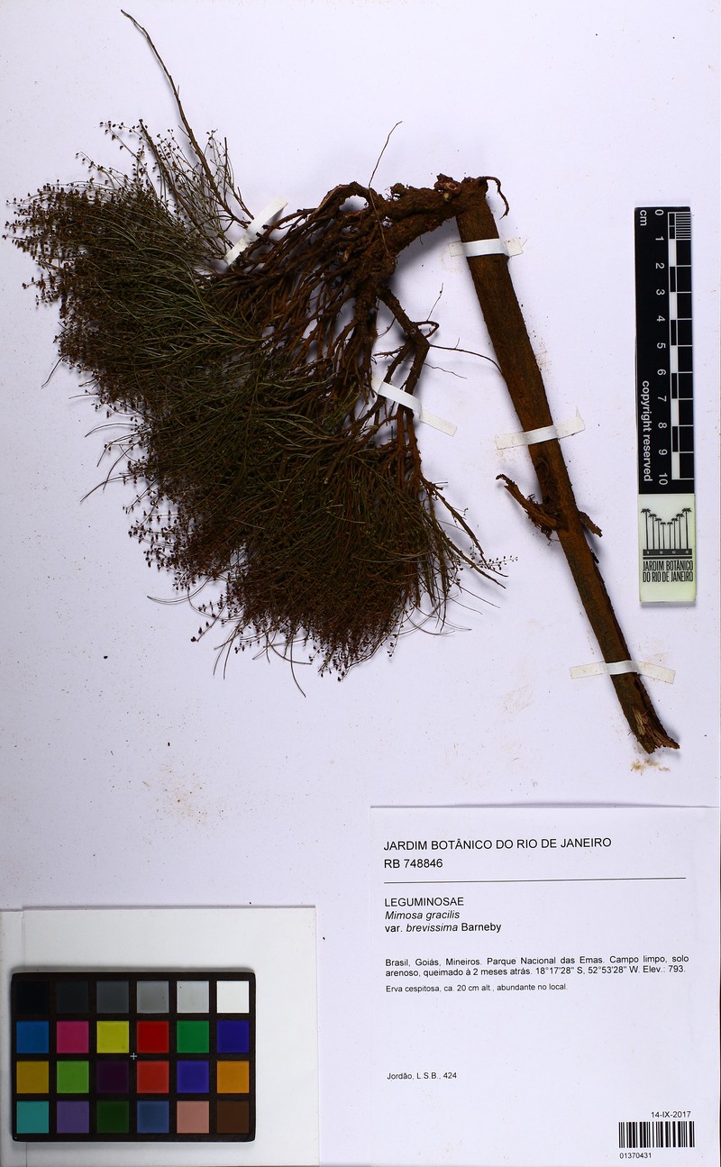 Mimosa emaensis photo 3