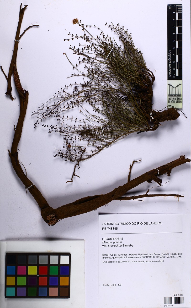 Mimosa emaensis photo 4