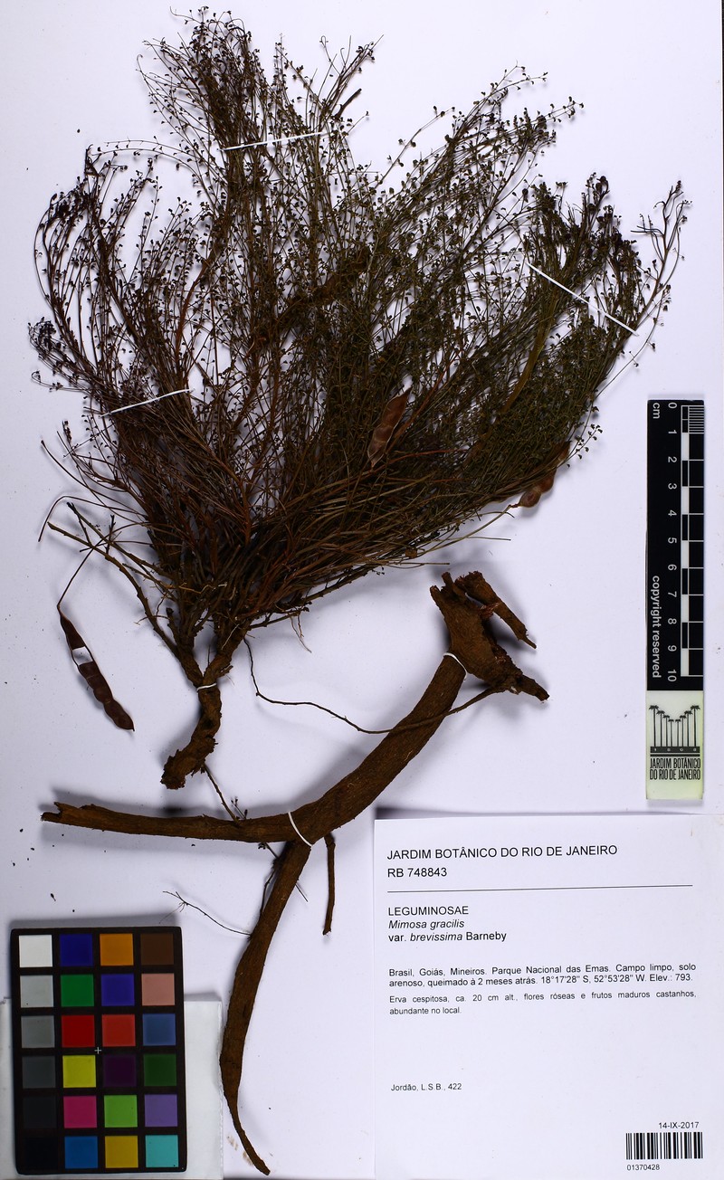 Mimosa emaensis photo 5