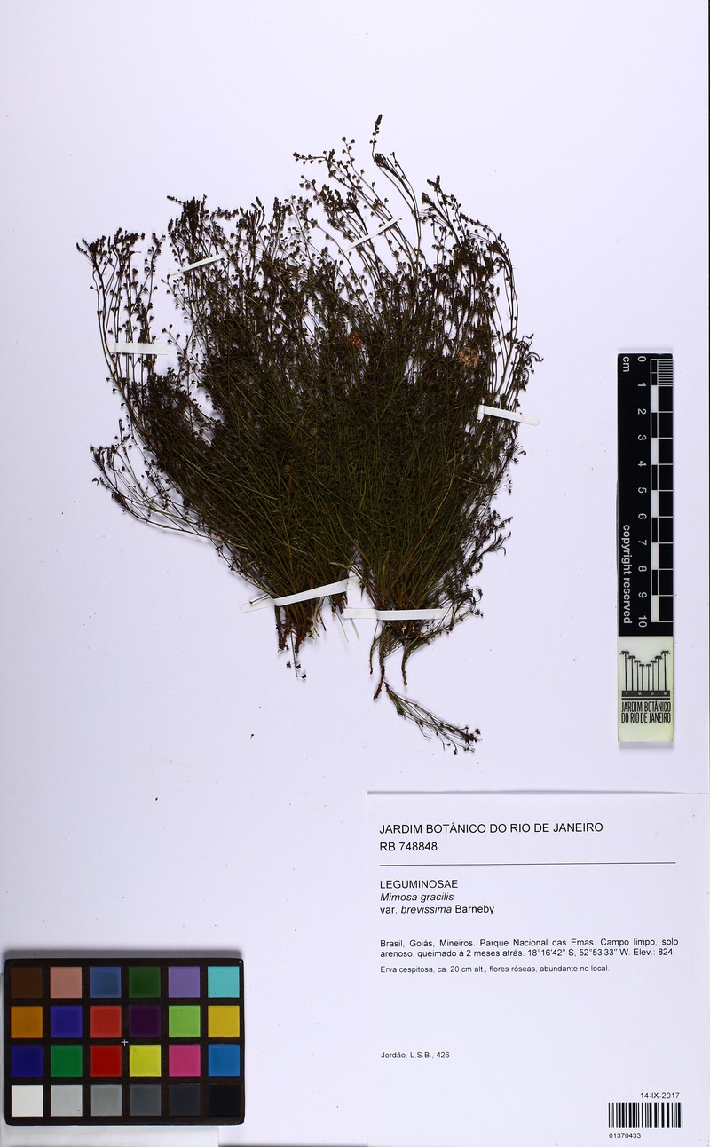 Mimosa emaensis photo 6