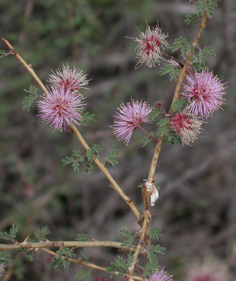 Emory's Mimosa photo 2