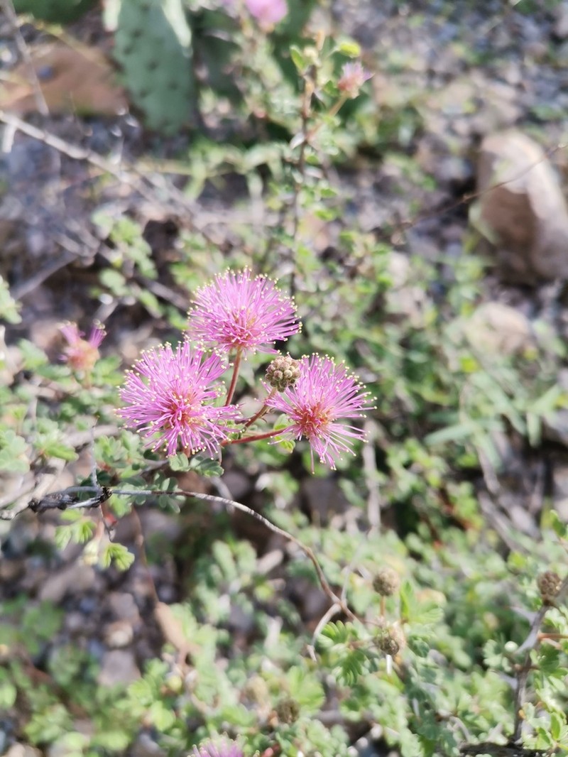 Emory's Mimosa photo 3