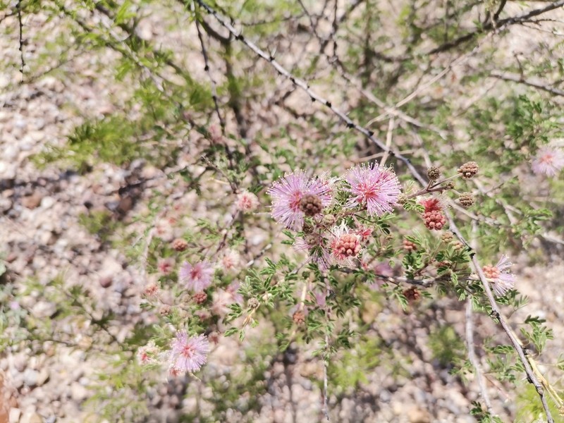 Emory's Mimosa photo 4