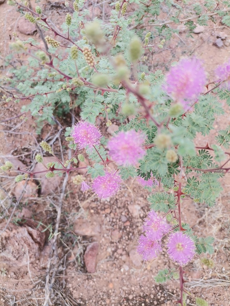 Emory's Mimosa photo 5