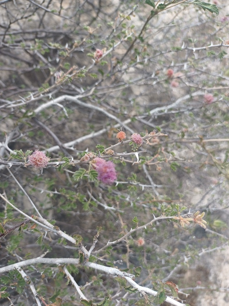 Emory's Mimosa photo 6