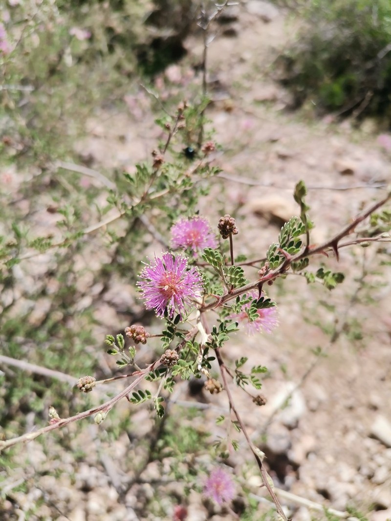 Emory's Mimosa photo 7