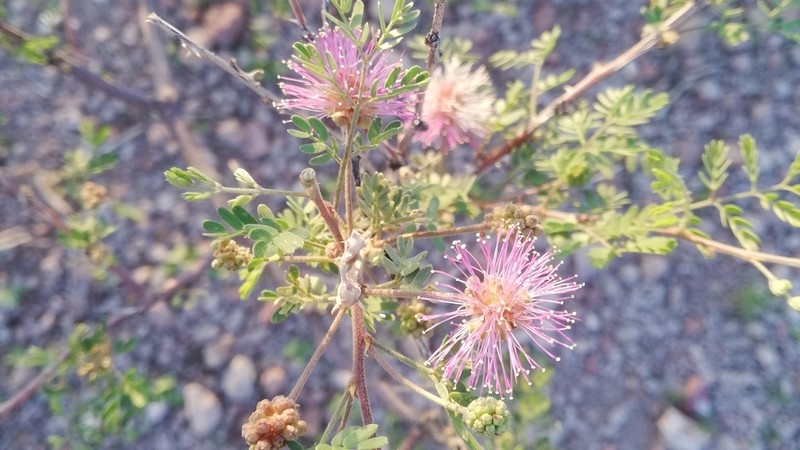 Emory's Mimosa photo 8