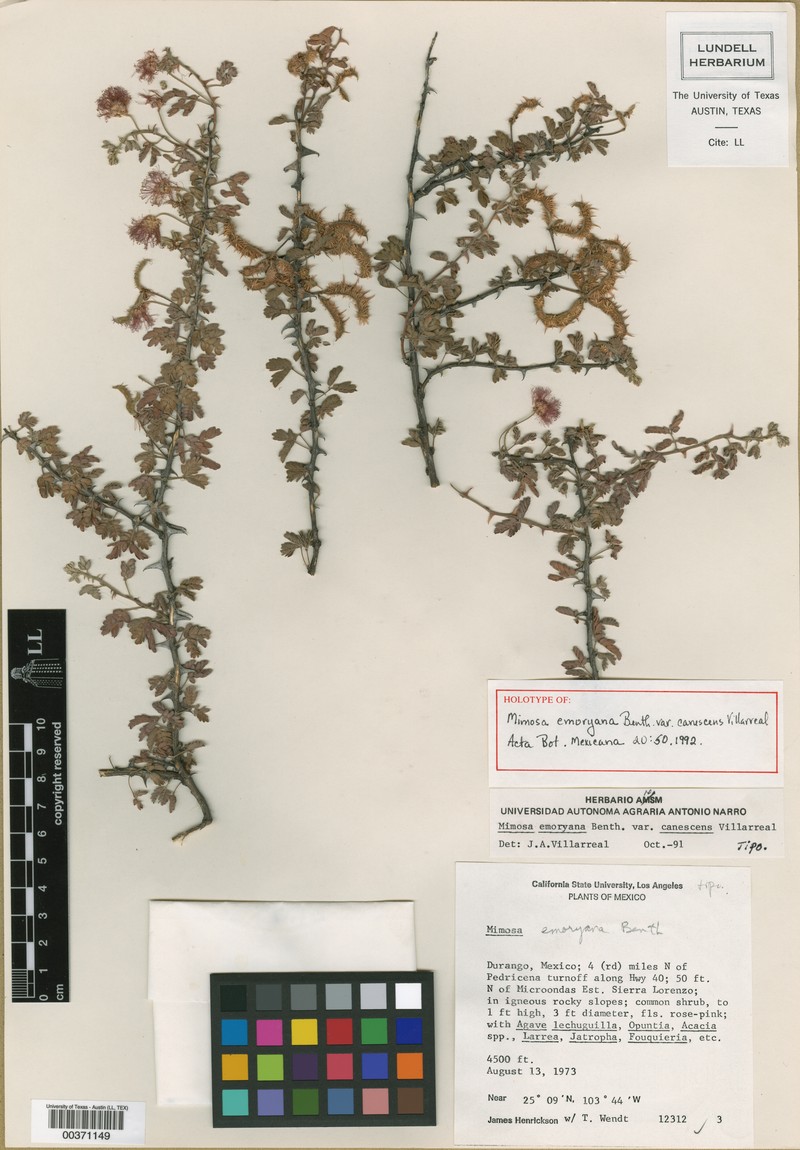 Mimosa emoryana var. emoryana