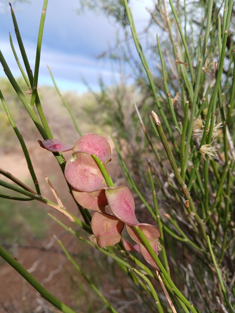 Mimosa ephedroides