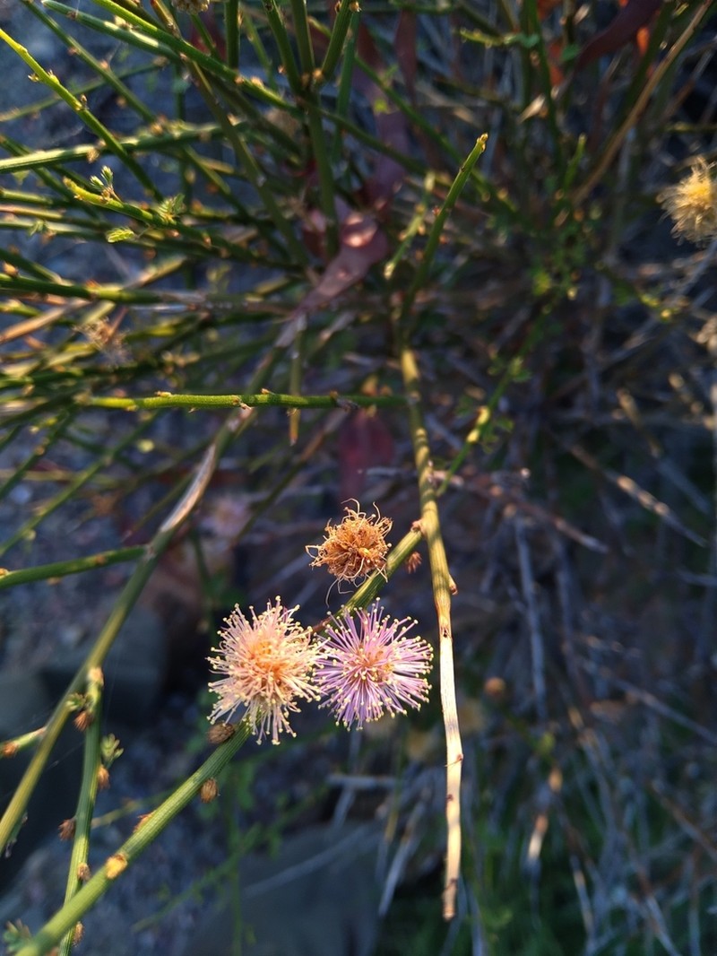 Mimosa ephedroides photo 2