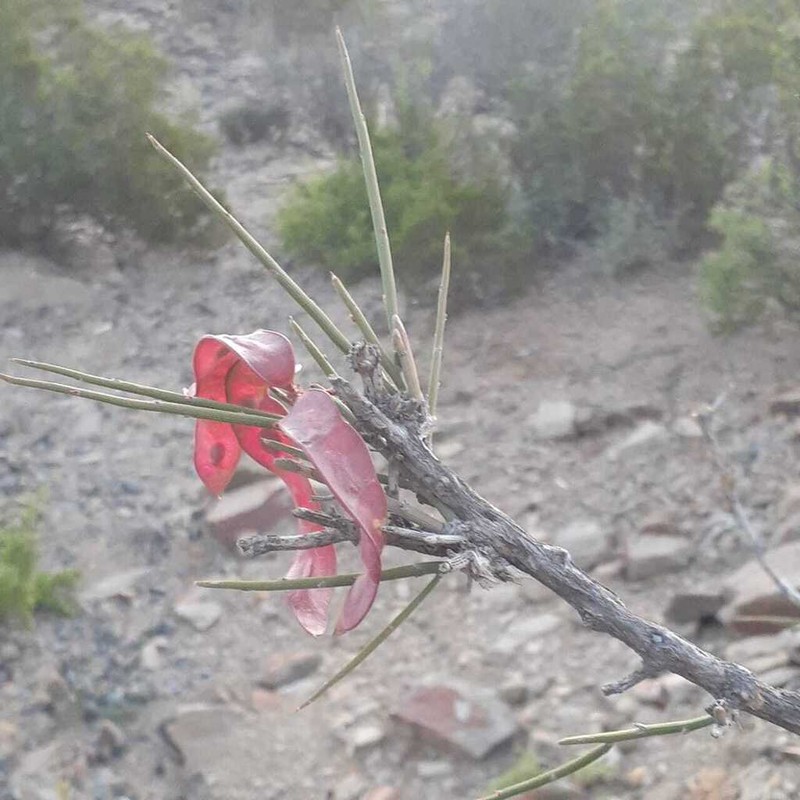 Mimosa ephedroides photo 3