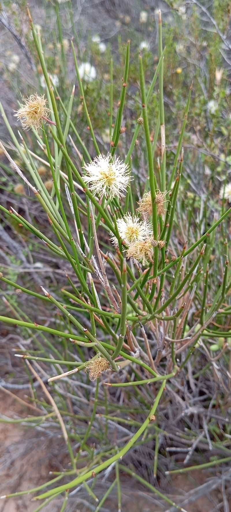 Mimosa ephedroides photo 4
