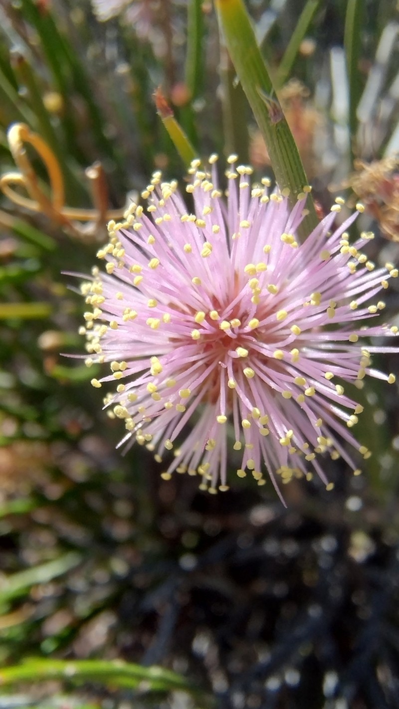 Mimosa ephedroides photo 5