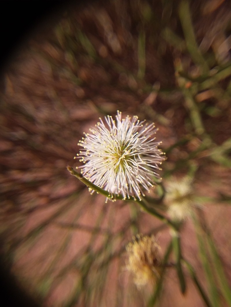 Mimosa ephedroides photo 6