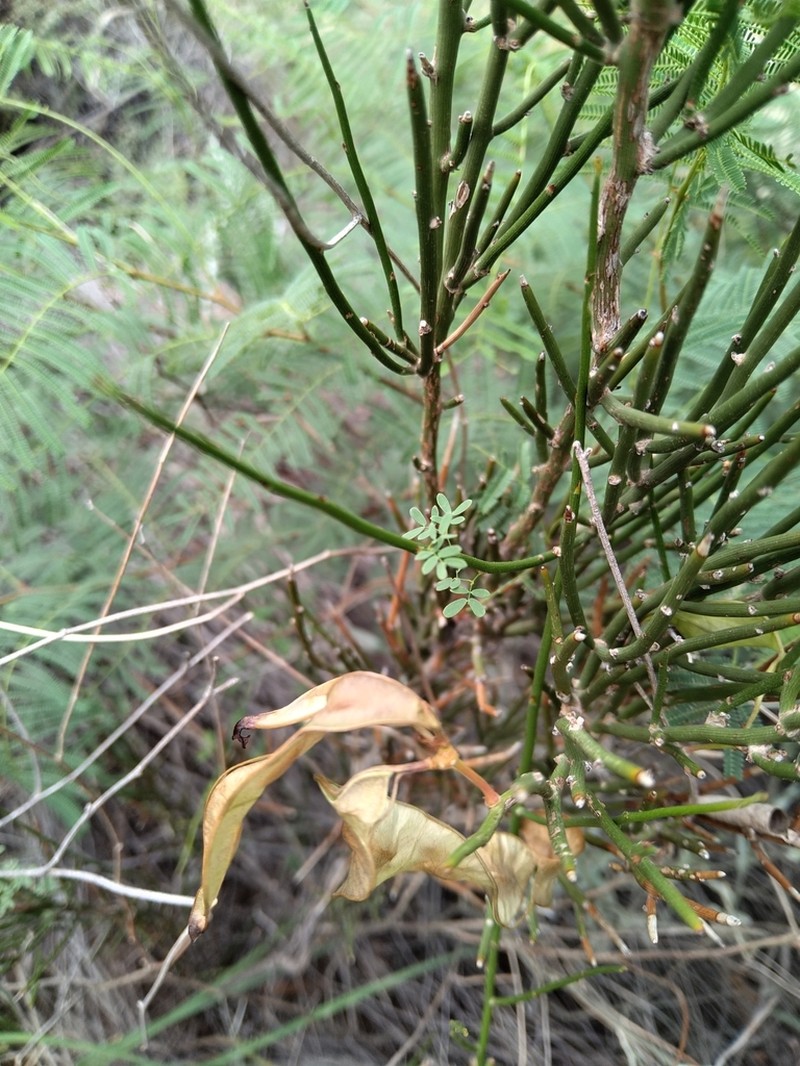 Mimosa ephedroides photo 7