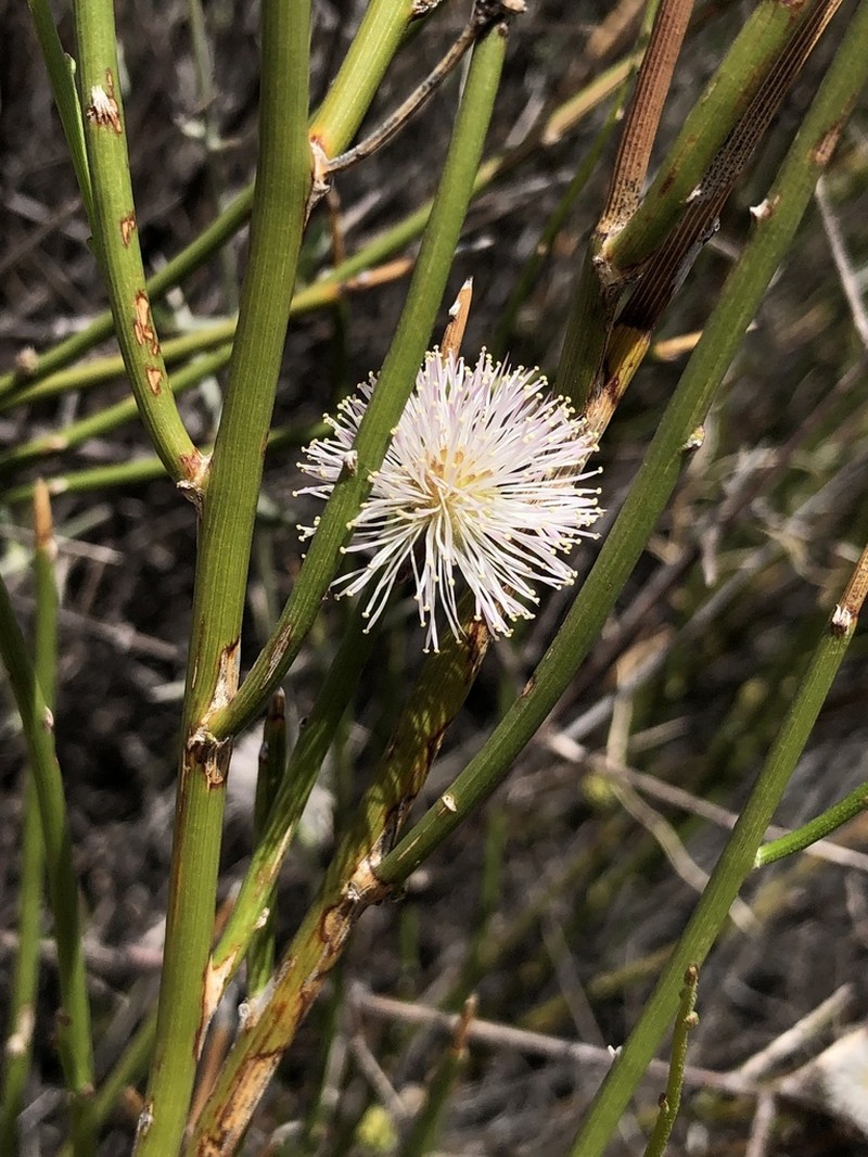 Mimosa ephedroides photo 8