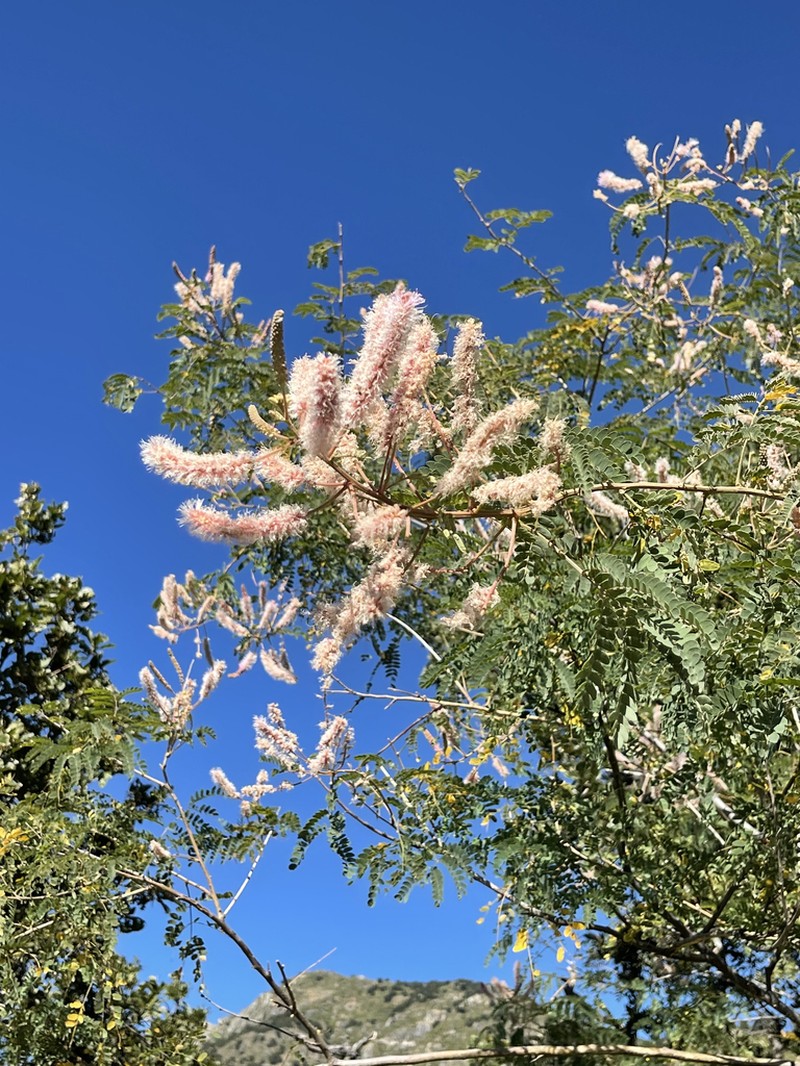 Mimosa epitropica