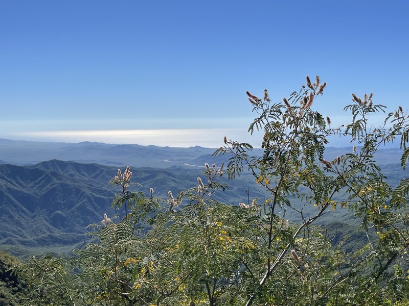 Mimosa epitropica photo 2