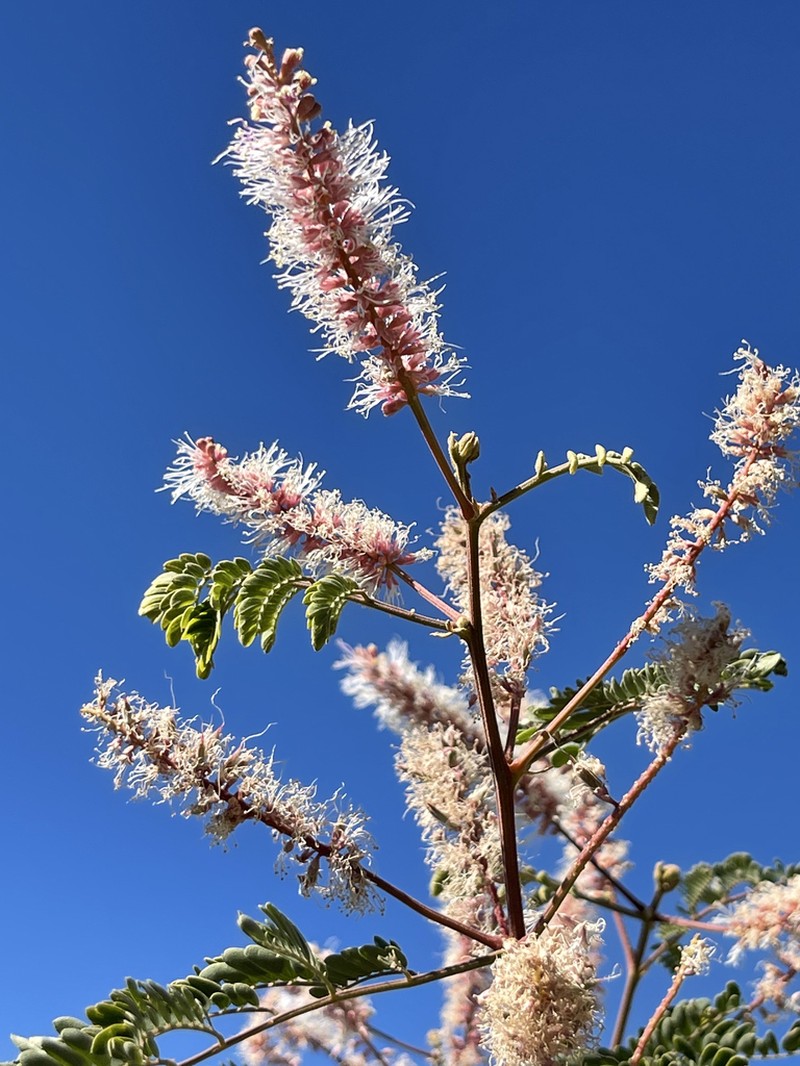 Mimosa epitropica photo 3