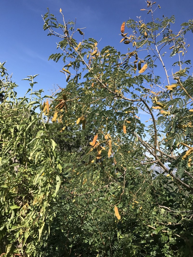 Mimosa epitropica photo 5