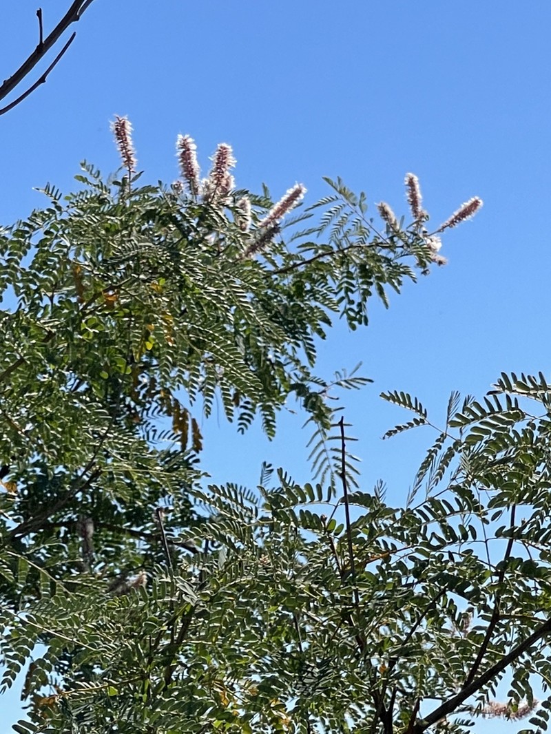 Mimosa epitropica photo 6