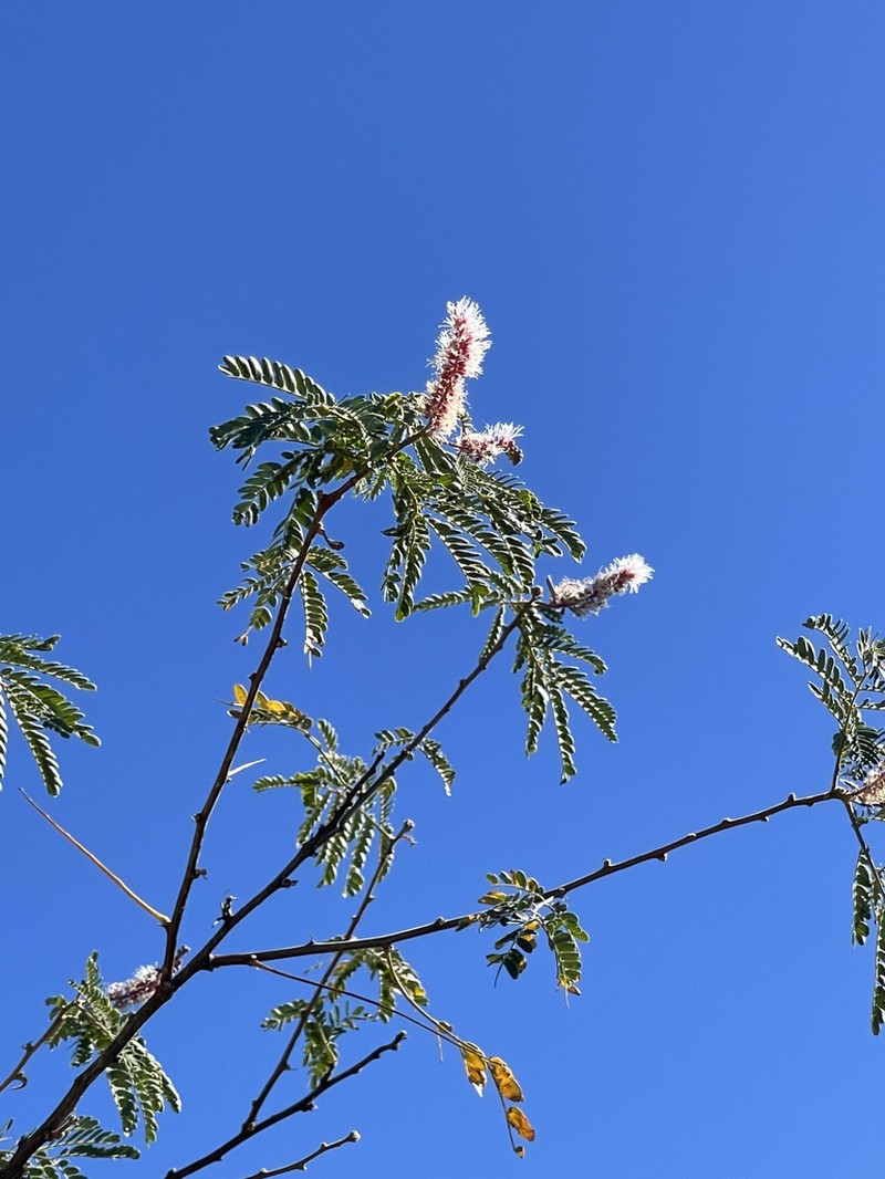 Mimosa epitropica photo 7