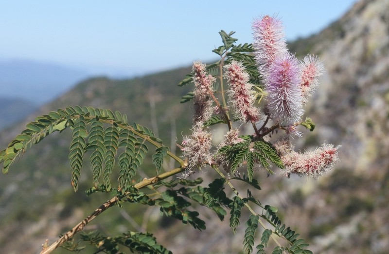 Mimosa epitropica photo 8