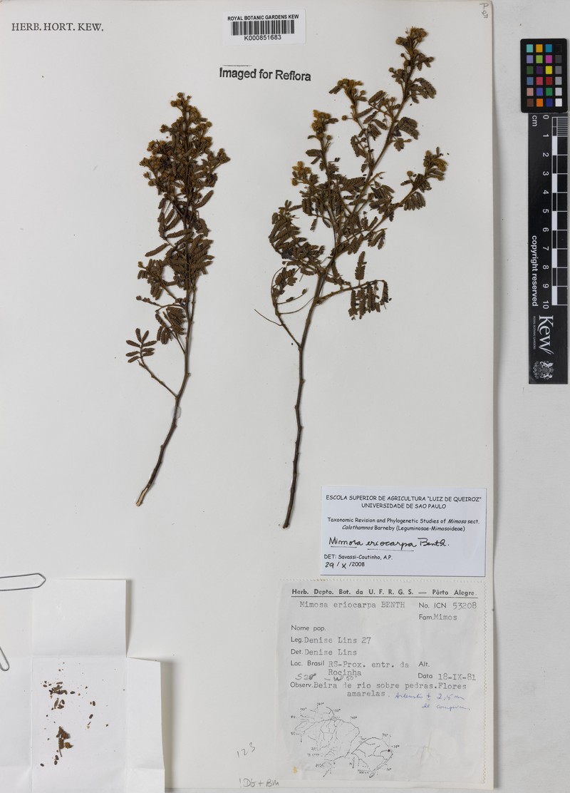 Mimosa eriocarpa