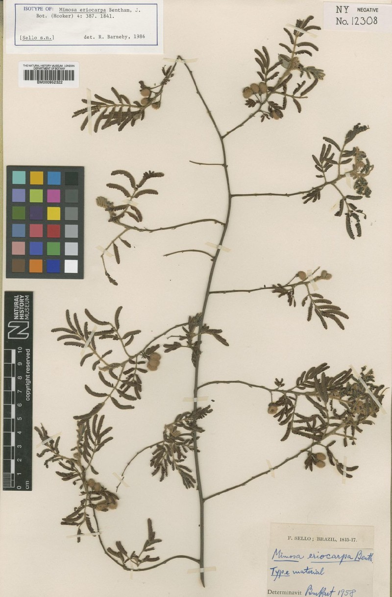 Mimosa eriocarpa photo 2