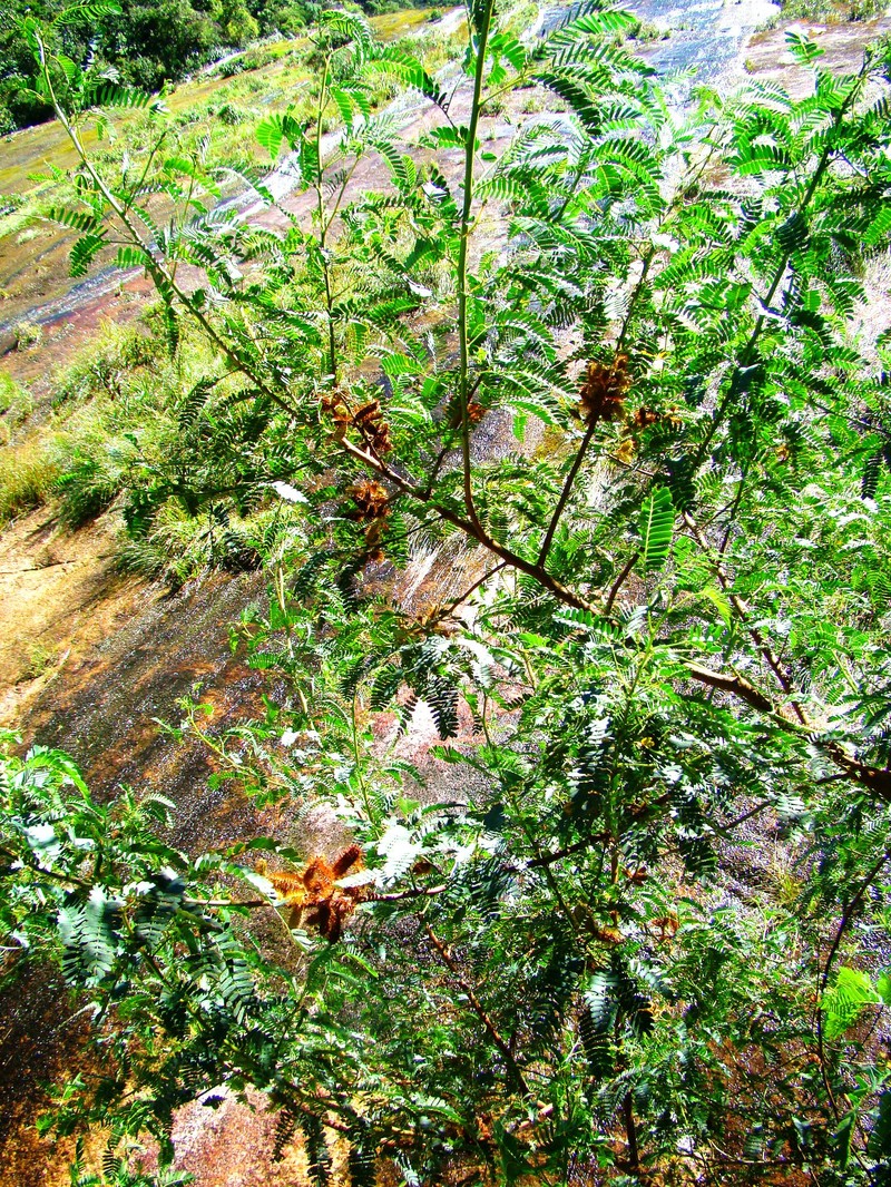 Mimosa ernestii