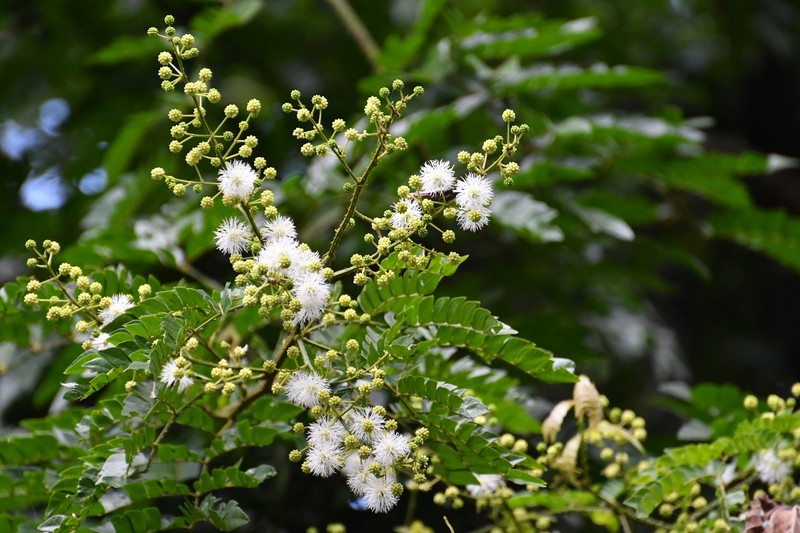 Mimosa ervendbergii photo 2